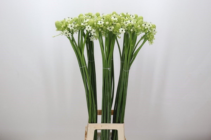Ornithogalum saundersiae