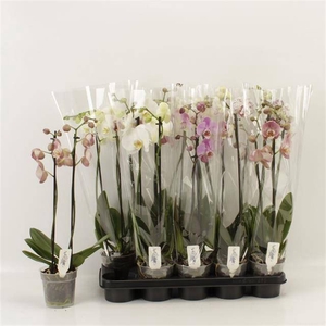 PHAL GEM