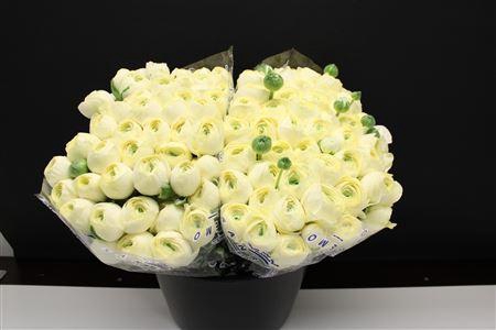 <h4>Cloni X Creme X100</h4>