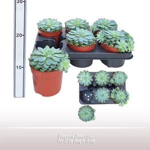 Echeveria Zonnestraal