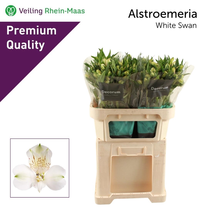 <h4>ALSTR WHITE SWAN</h4>