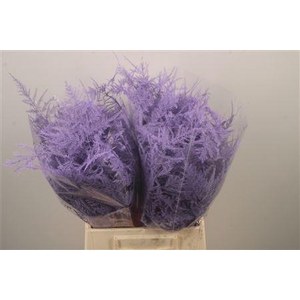 Asp Klb Lavender