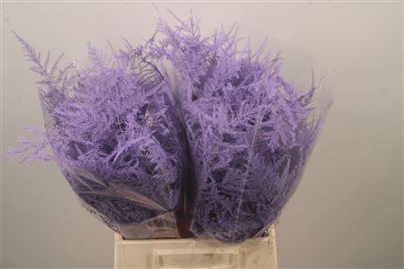 <h4>Asp Klb Lavender</h4>