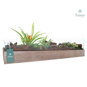 Aquarium Large met Arrangement