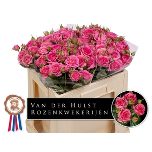 R Tr Pink Dimension Hulst