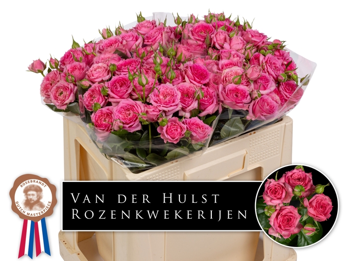 <h4>R Tr Pink Dimension Hulst</h4>
