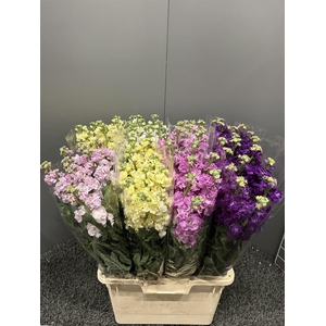 Matth Iron Mix In Bucket