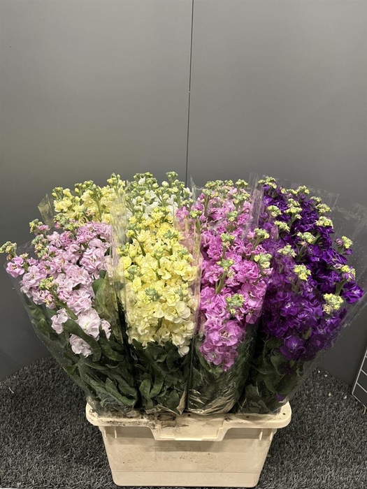 <h4>Matth Iron Mix In Bucket</h4>