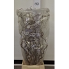 CORYL AV CONTORTA  2-JARIG 080CM