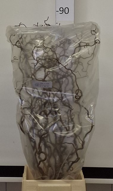 CORYL AV CONTORTA  2-JARIG 080CM