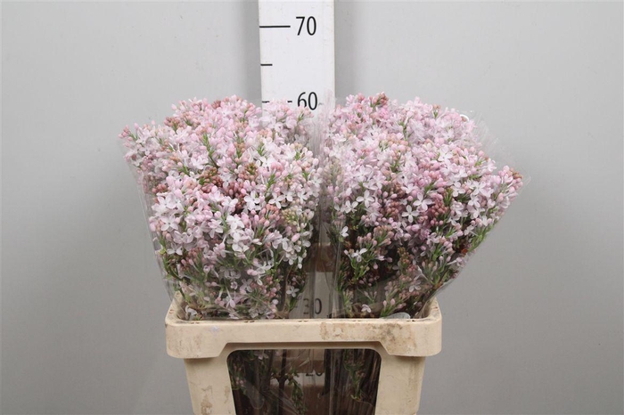 <h4>Syr Hy Necker 4+</h4>