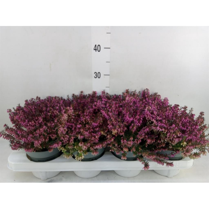 <h4>Erica carnea 'Winter Ladies Sarah'</h4>