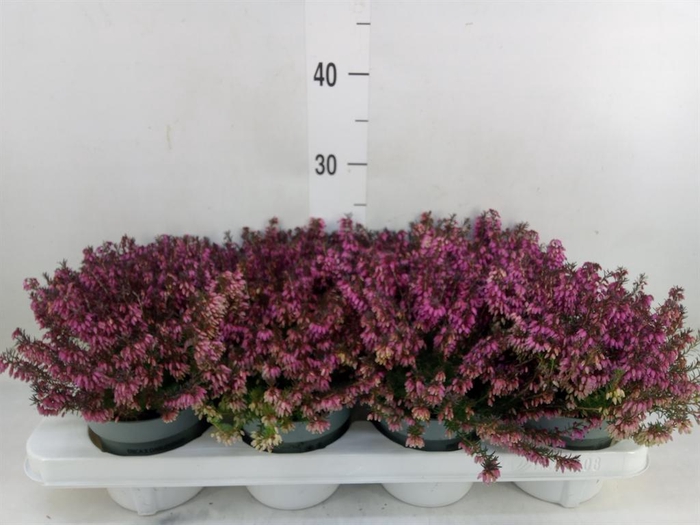 Erica carnea 'Winter Ladies Sarah'