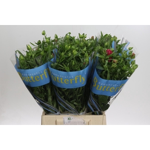 Ranunculus Butterfly Jupiter