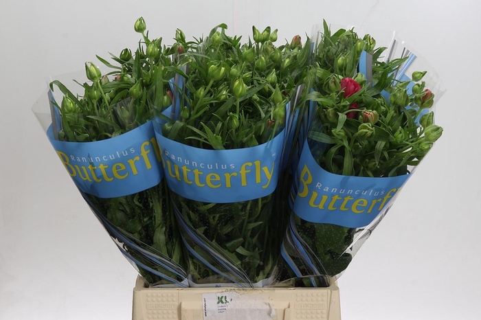 <h4>Ranunculus Butterfly Jupiter</h4>