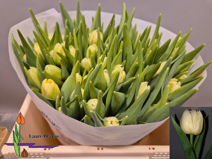 <h4>TU DU VERONA</h4>