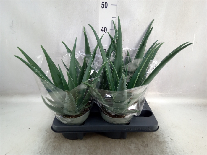 <h4>Aloe  'Equator'</h4>