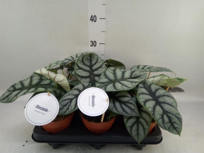 <h4>Alocasia   ...</h4>