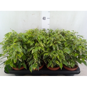 Ficus benja. 'Kinky'