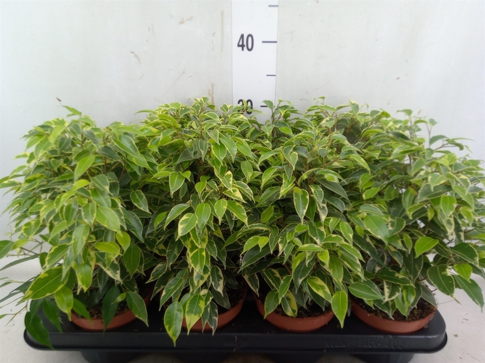 <h4>Ficus benja. 'Kinky'</h4>