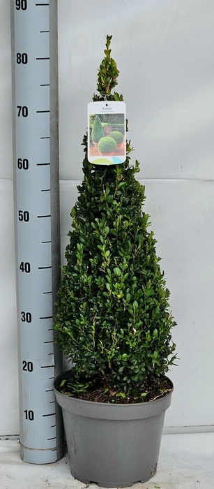 <h4>BUXU SE PYRAMIDALIS</h4>