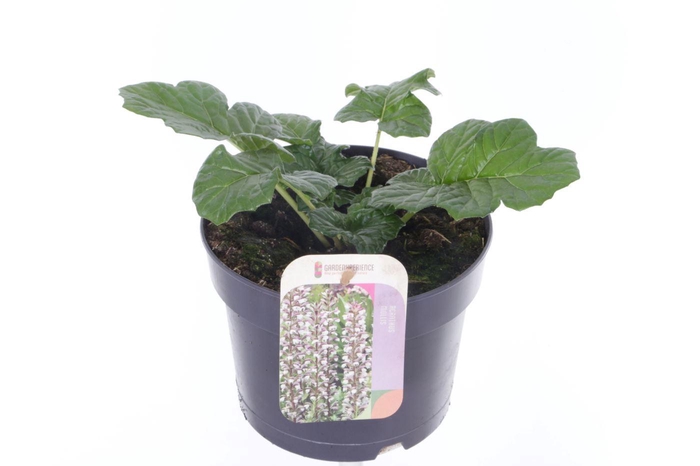 <h4>Acanthus mollis</h4>