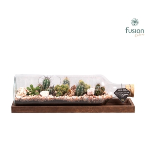 Green Bottle Fles Large liggend met Cactussen