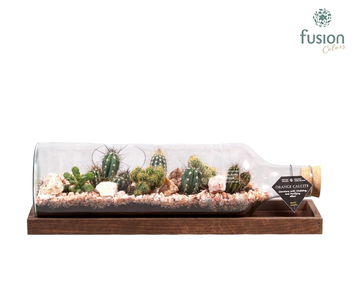 <h4>Green Bottle Fles Large liggend met Cactussen</h4>