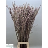 Salix G Pink Cushion