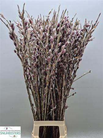 Salix G Pink Cushion