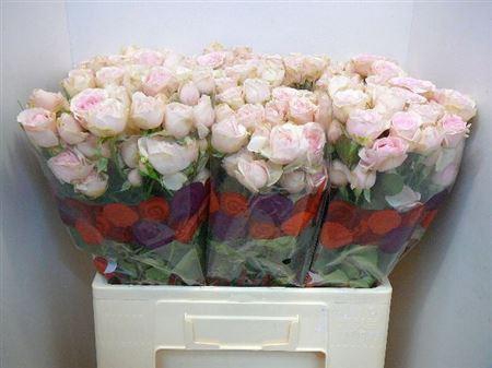 <h4>R Tr Sweet Blossoms</h4>