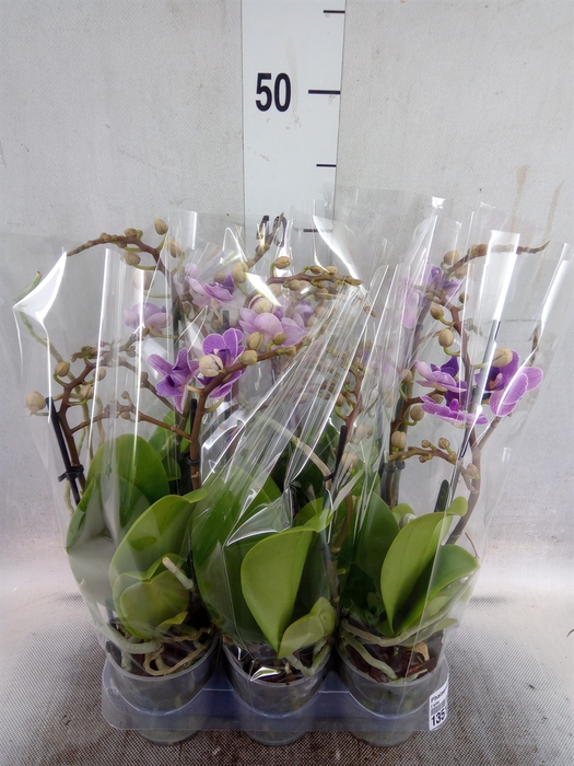 <h4>Phalaenopsis multi. 'Violet Queen'</h4>