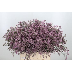 LIMONIUM SAFORA OSHI PINK LIM SAF O