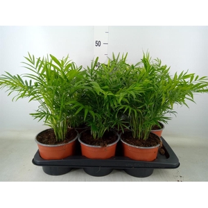 Chamaedorea elegans