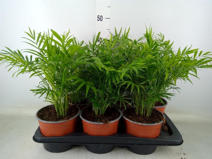 <h4>Chamaedorea elegans</h4>