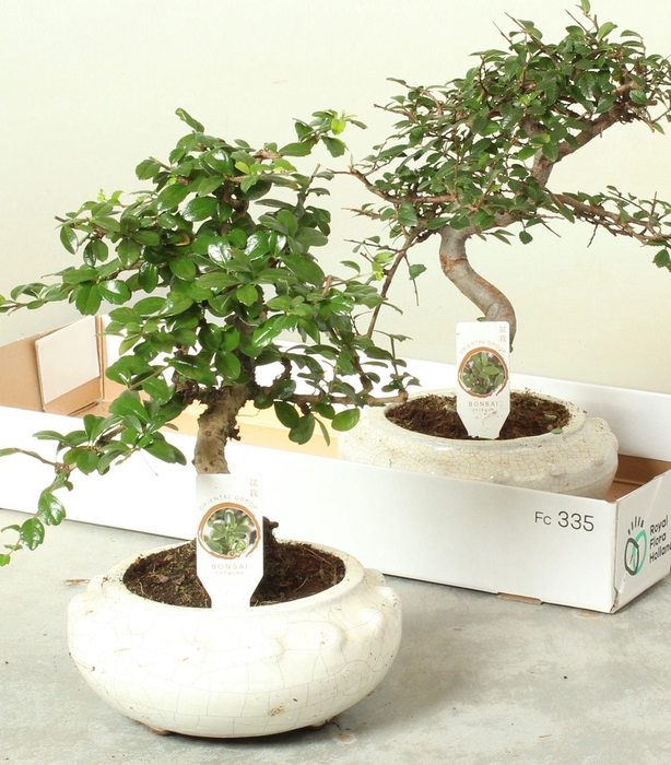 <h4>BONSAI GEM</h4>