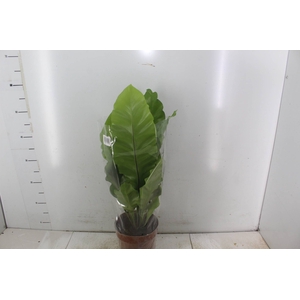 ASPLENIUM VARIADO P17