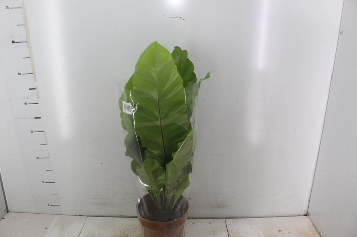 <h4>ASPLENIUM VARIADO P17</h4>