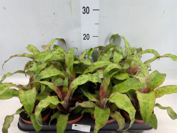 <h4>Cryptanthus bivittatus</h4>