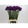 Allium 'Chicago'