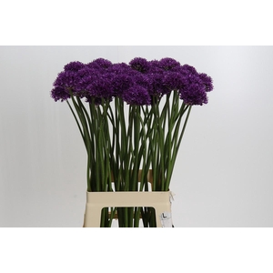 Allium Chicago