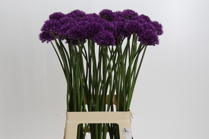 <h4>Allium Chicago</h4>