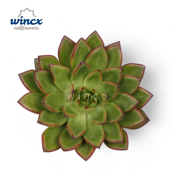 <h4>Echeveria Agavoides Belga Cutflower</h4>