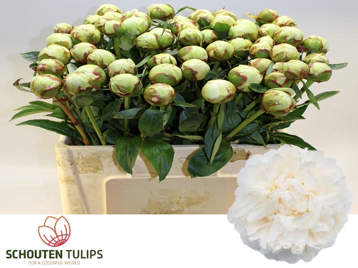 <h4>PAEO L BOWL OF CREAM</h4>