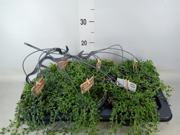 <h4>Senecio herreianus</h4>