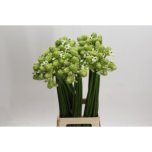 Ornithogalum Saundersiae