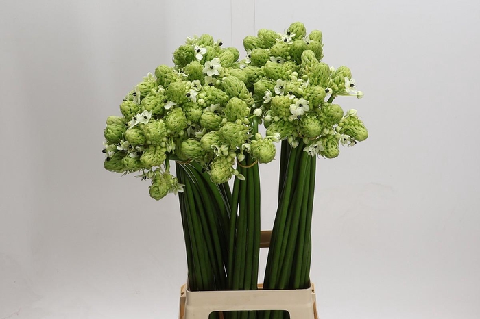 Ornithogalum Saundersiae