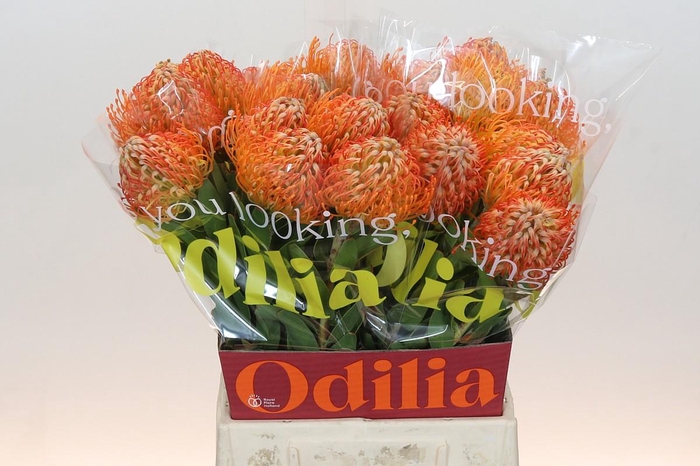 <h4>Nutans Jelena</h4>