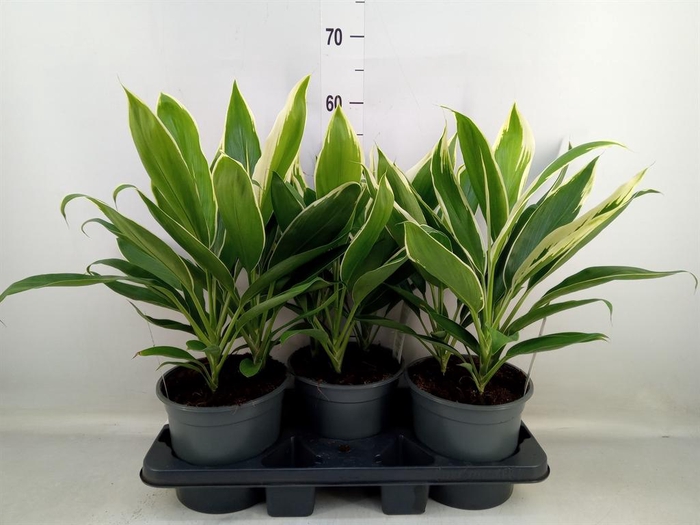 <h4>Cordyline fruti. 'Conga'</h4>