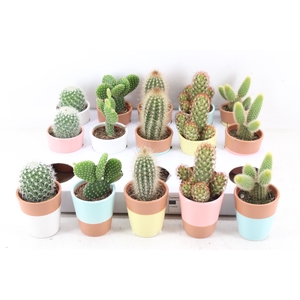 arr3 OV - Ker. Lima pearls cactus